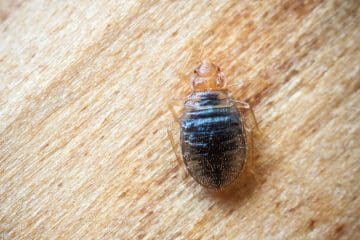 Bed Bug Treatment