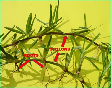 Root differences.